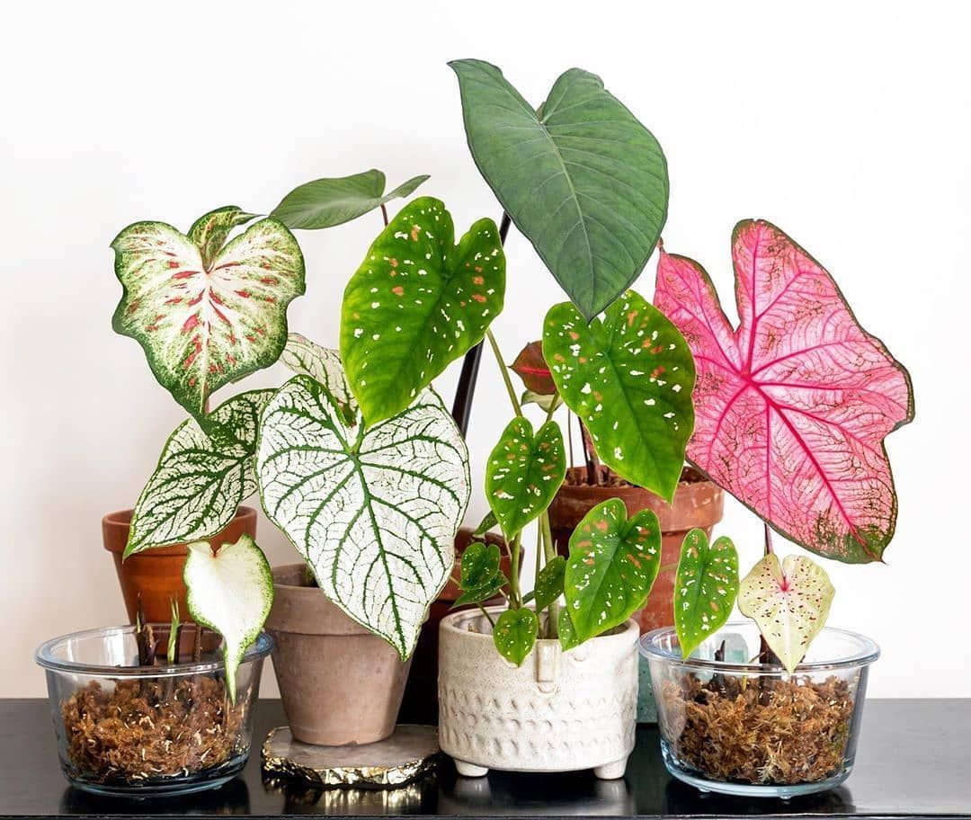 Ini Tanaman Hias Keladi yang Viral Diburu Emak-emak di Kuburan