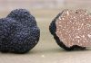 Mengapa Truffle Termasu Paling Mahal? Simak Faktanya!