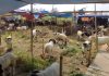 Tips Memilih Hewan Qurban ala DKP Kota Tangerang