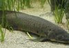 Mengenal Lungfish, Ikan Aneh yang Mengubur Diri di Lumpur