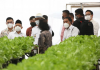 Wujudkan Ketahanan Pangan, Al Muktabar Dampingi Wapres RI Meninjau Batamindo Green Farm