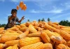 Presiden Prabowo Mau RI Swasembada Jagung? Ini Kata Petani!