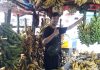 Permintaan Meningkat, Harga Buah Pisang di Pasar Ciruas Banten Naik 50 persen