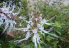 Ragam Manfaat Tanaman Kumis Kucing bagi Kesehatan