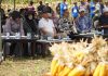 Sinergi Pemerintah dan Bapeksi: Panen Jagung Serentak Perkuat Ketahanan Pangan Kabupaten Serang